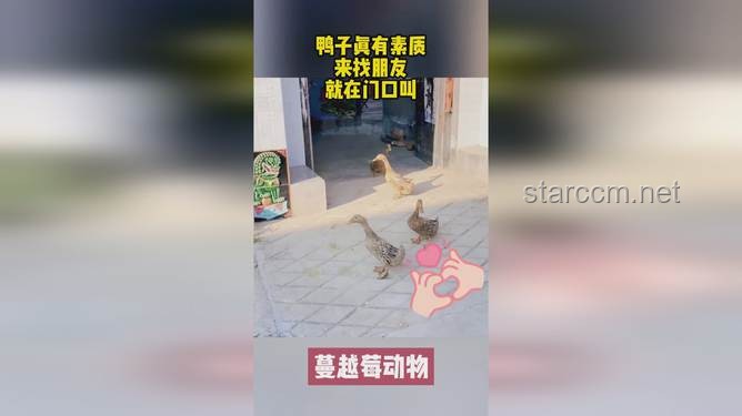 **🦆浮漂盛宴！喜欢看鸭子吃浮漂的朋友，这个虚拟之旅让你一次看过瘾！**